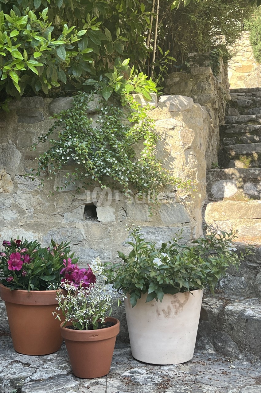 Plantes en pots disposées sur une terrasse en pierre, avec un mur en pierre et des escaliers en arrière-plan.