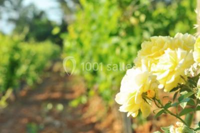 Miniature Location salle Draguignan (Var) - Domaine Rabiega #8 Location salle Draguignan (Var) - Domaine Rabiega #16