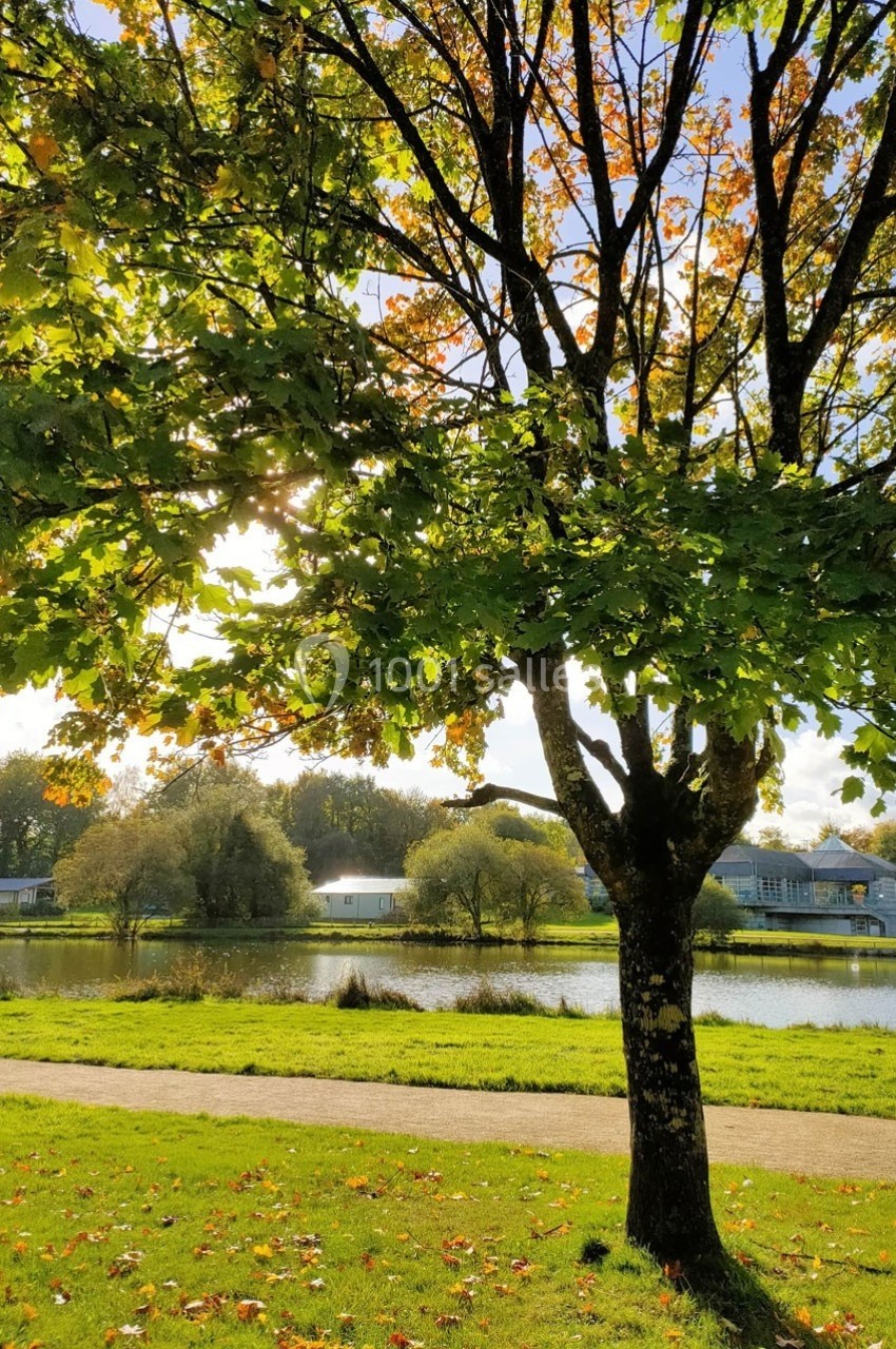 Arbre aux feuilles vertes et jaunes devant un étang, avec des maisons et des arbres en arrière-plan sous un ciel ensoleillé.
