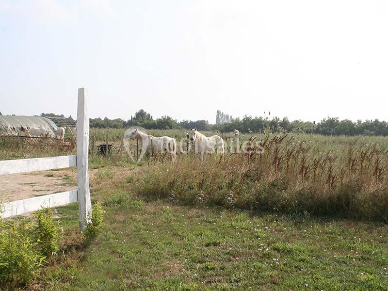 Location salle Aigues-Mortes (Gard) - Domaine De La Tour #8