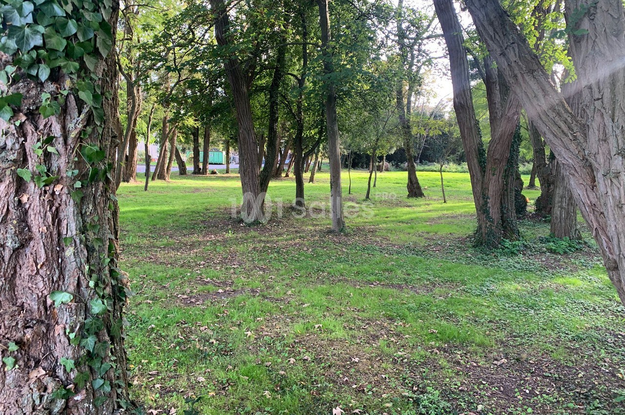 Sous-bois verdoyant avec des arbres clairsemés, éclairé par une lumière naturelle douce.