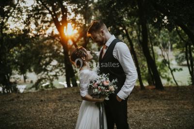 Chaises transparentes disposées en rangées sur une allée blanche, entourées d'arbres dans un cadre extérieur.