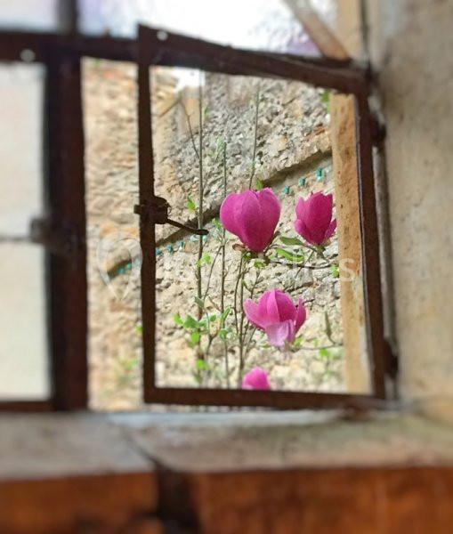 Fleurs de magnolia roses visibles à travers une fenêtre ancienne en fer forgé, avec un mur de pierre en arrière-plan.
