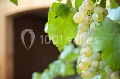 Miniature Location salle Denicé (Rhône) - Domaine des Sources #17 Location salle Denicé (Rhône) - Domaine des Sources #22