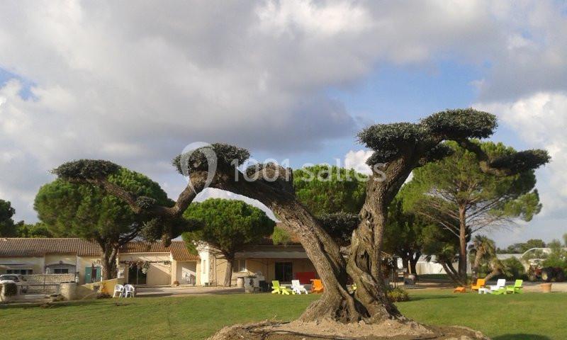 Arbre taillé de manière artistique dans un jardin, avec des bâtiments et des chaises colorées en arrière-plan.