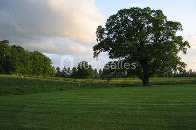 Miniature Location salle Brouay (Calvados) - Château de Brouay #10 Grand espace vert avec des tentes blanches installées sur une pelouse, entouré d'arbres et d'un ciel partiellement nuageux.