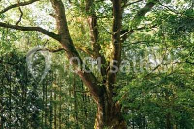 Location salle Saint-Goazec (Finistère) - Château De Kervoazec #24