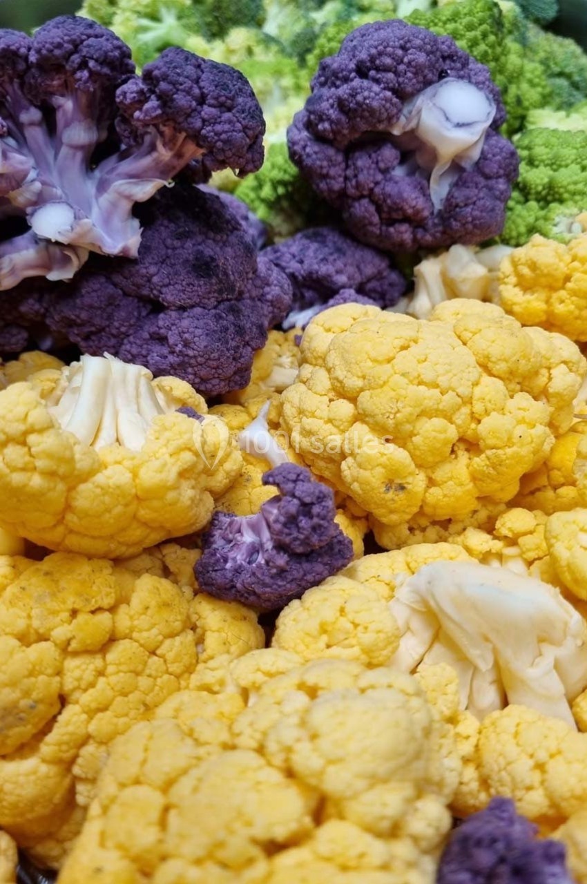 Choux-fleurs jaunes, violets et verts disposés en gros plan, montrant leurs textures et couleurs variées.