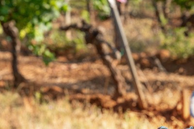 Miniature Location salle Carcès (Var) - Chateau Sainte Croix #6 Salle de restaurant avec une table dressée de verres à pied, donnant sur une cuisine visible à travers une baie vitrée.