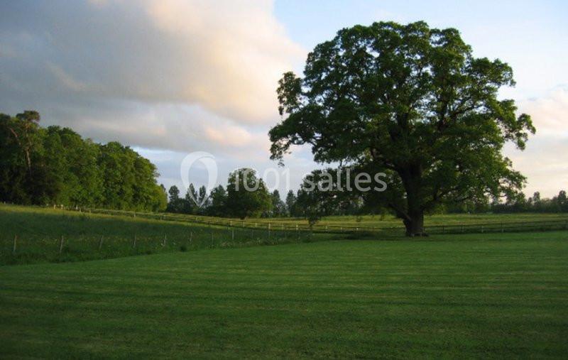 Un grand arbre isolé dans un champ verdoyant, entouré de clôtures et bordé de forêts sous un ciel partiellement nuageux.