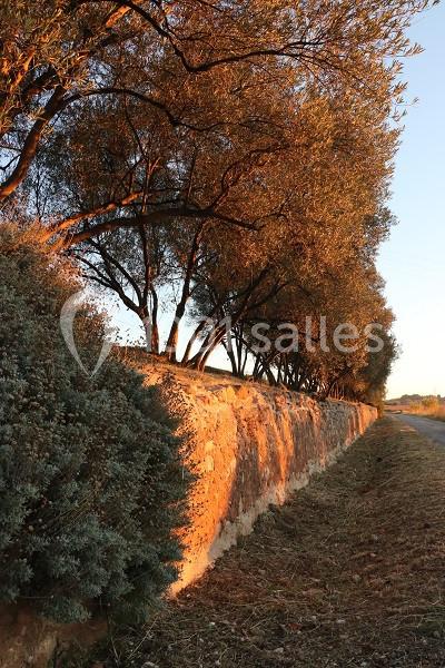 Le Mas Des Oliviers - galerie - photo 2