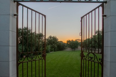 Miniature Location salle Coudoux (Bouches-du-Rhône) - Château Saint Hilaire #32 Un couple en tenue de mariage s'enlace dans un champ entouré d'oliviers sous une lumière douce.