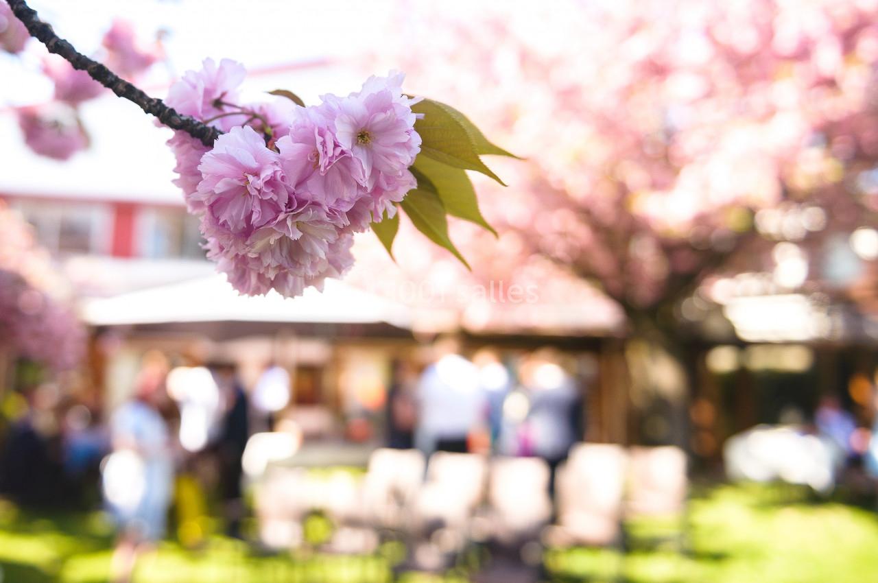 Branche de cerisier en fleurs roses dans un jardin ensoleillé avec des personnes floues en arrière-plan.