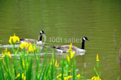 Vue d'un bâtiment en briques avec une tour, entouré d'arbres, d'une pelouse et d'un étang.