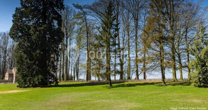Location salle Saint-Romain-de-Colbosc (Seine-Maritime) - Château de Gromesnil #18 Pelouse verdoyante bordée d'arbres hauts sous un ciel bleu clair, avec une petite structure en briques à gauche.