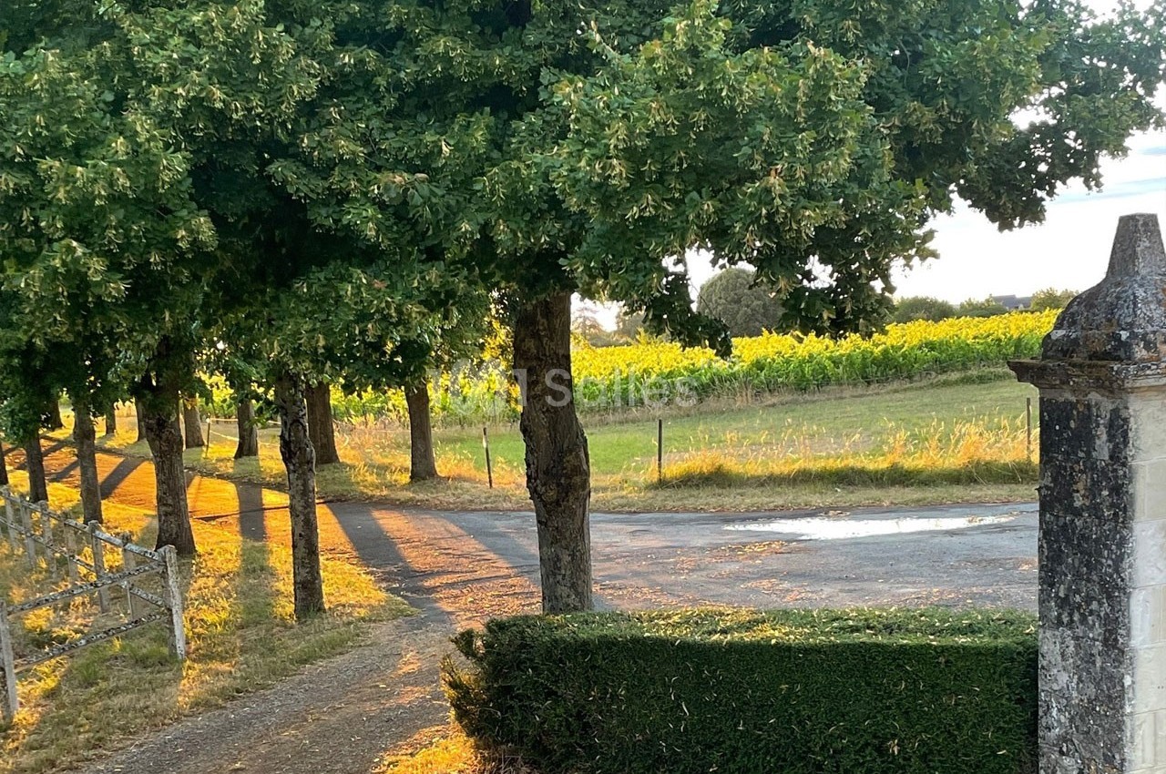Allée bordée d'arbres menant à un chemin rural, avec des vignes éclairées par une lumière dorée en arrière-plan.