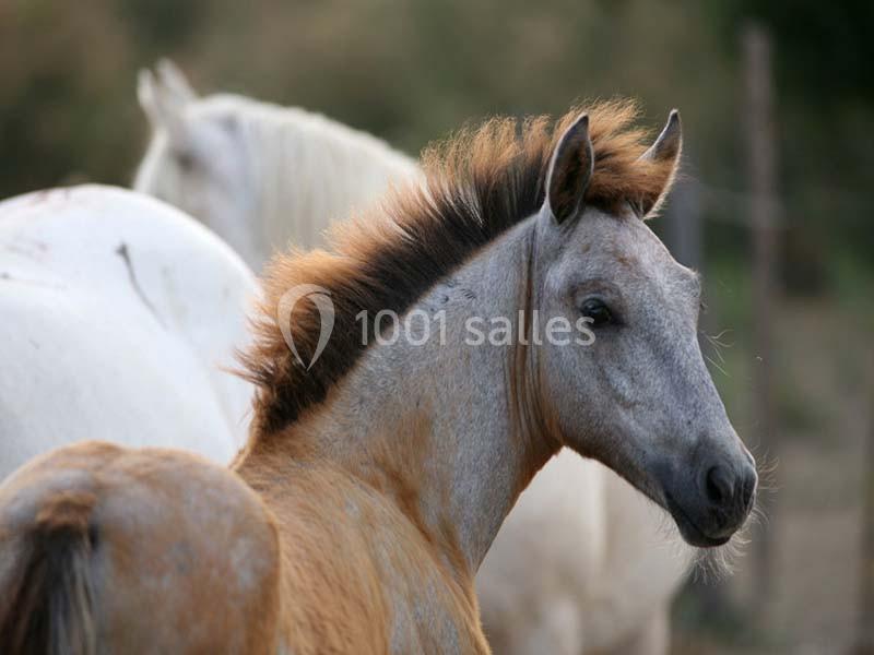 Mas De La Comtesse - galerie - photo 6