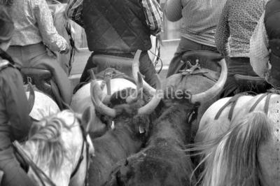 Mas De La Comtesse - photo 5