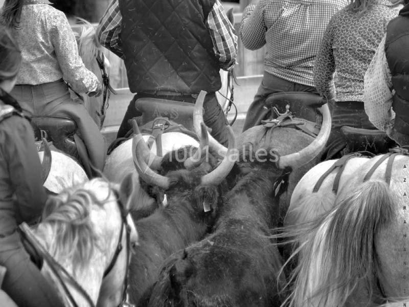 Mas De La Comtesse - galerie - photo 5