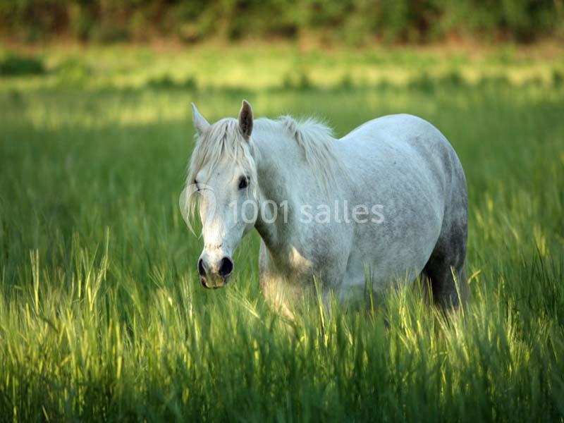 Mas De La Comtesse - galerie - photo 7