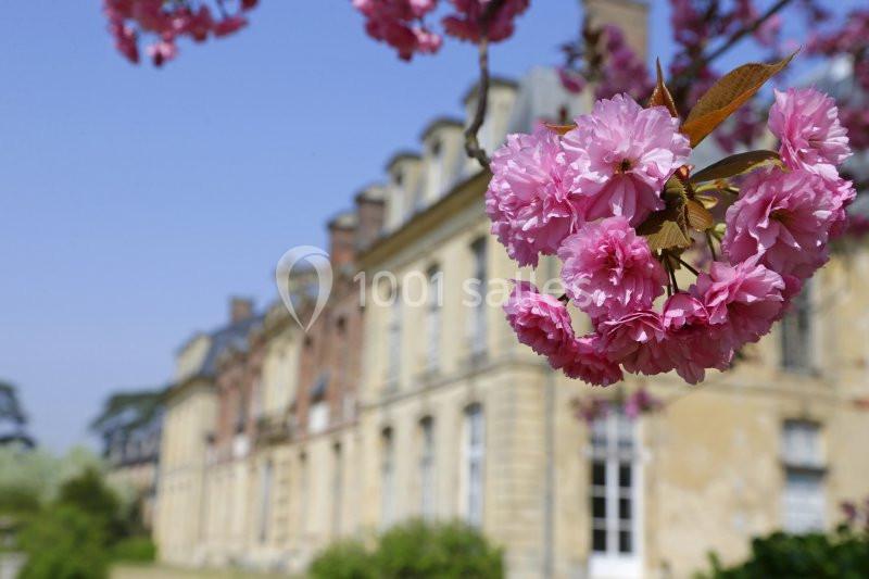 Fleurs de cerisier roses en gros plan devant une façade de bâtiment ancien sous un ciel bleu.