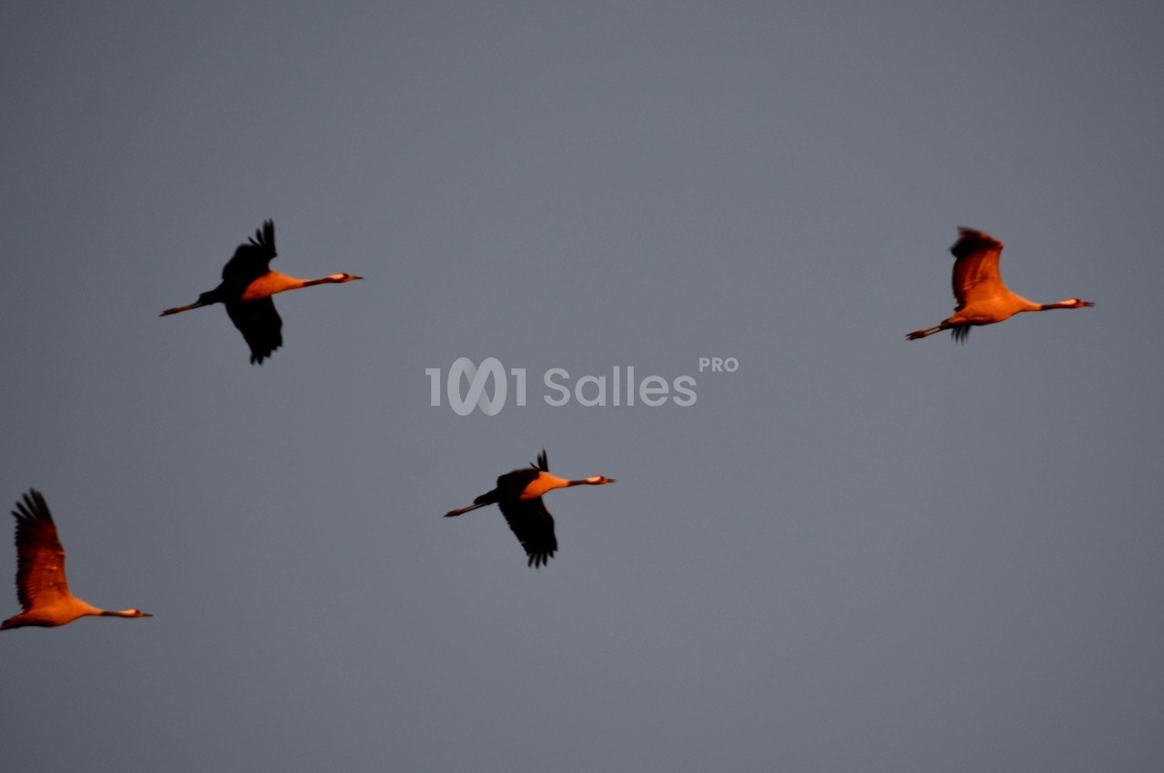 Les grues cendrées d'octobre à février