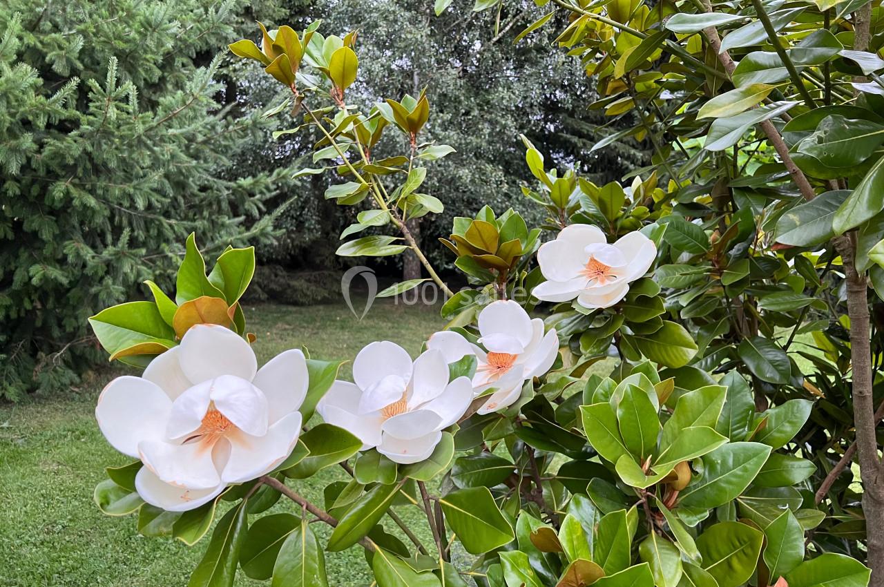 Fleurs blanches de magnolia entourées de feuillage vert dans un jardin avec des arbres en arrière-plan.