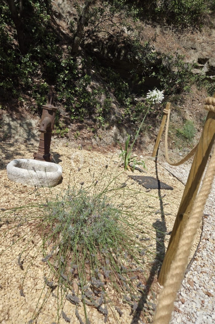 Location salle Loriol-du-Comtat (Vaucluse) - La Maelia #27 Plante à fleurs blanches et lavande sur un sol de gravier, près d'une pompe à eau ancienne et d'une corde en bois.