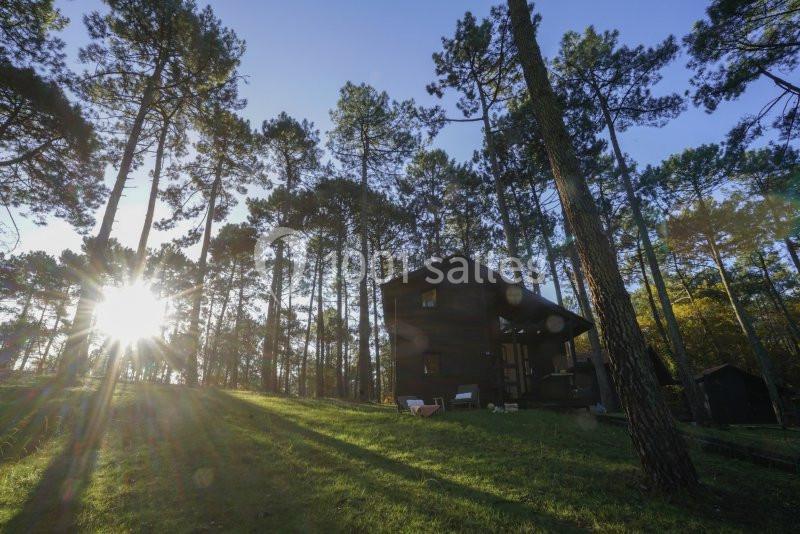 Maison en bois entourée de grands pins, éclairée par le soleil couchant dans une clairière verdoyante.