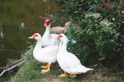 Miniature Location salle Campet-et-Lamolère (Landes) - Château de Campet #25 Location salle Campet-et-Lamolère (Landes) - Château de Campet #36
