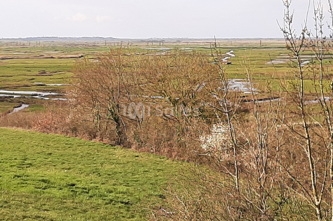 Paysage de marais avec des arbres, des herbes vertes et des cours d'eau sinueux sous un ciel clair.