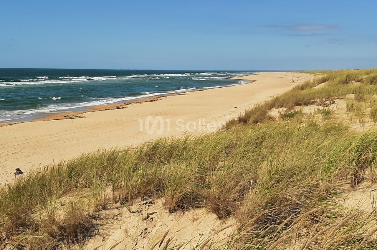 Plage de sable bordée de dunes herbeuses sous un ciel bleu, avec des vagues s'étendant à l'horizon.