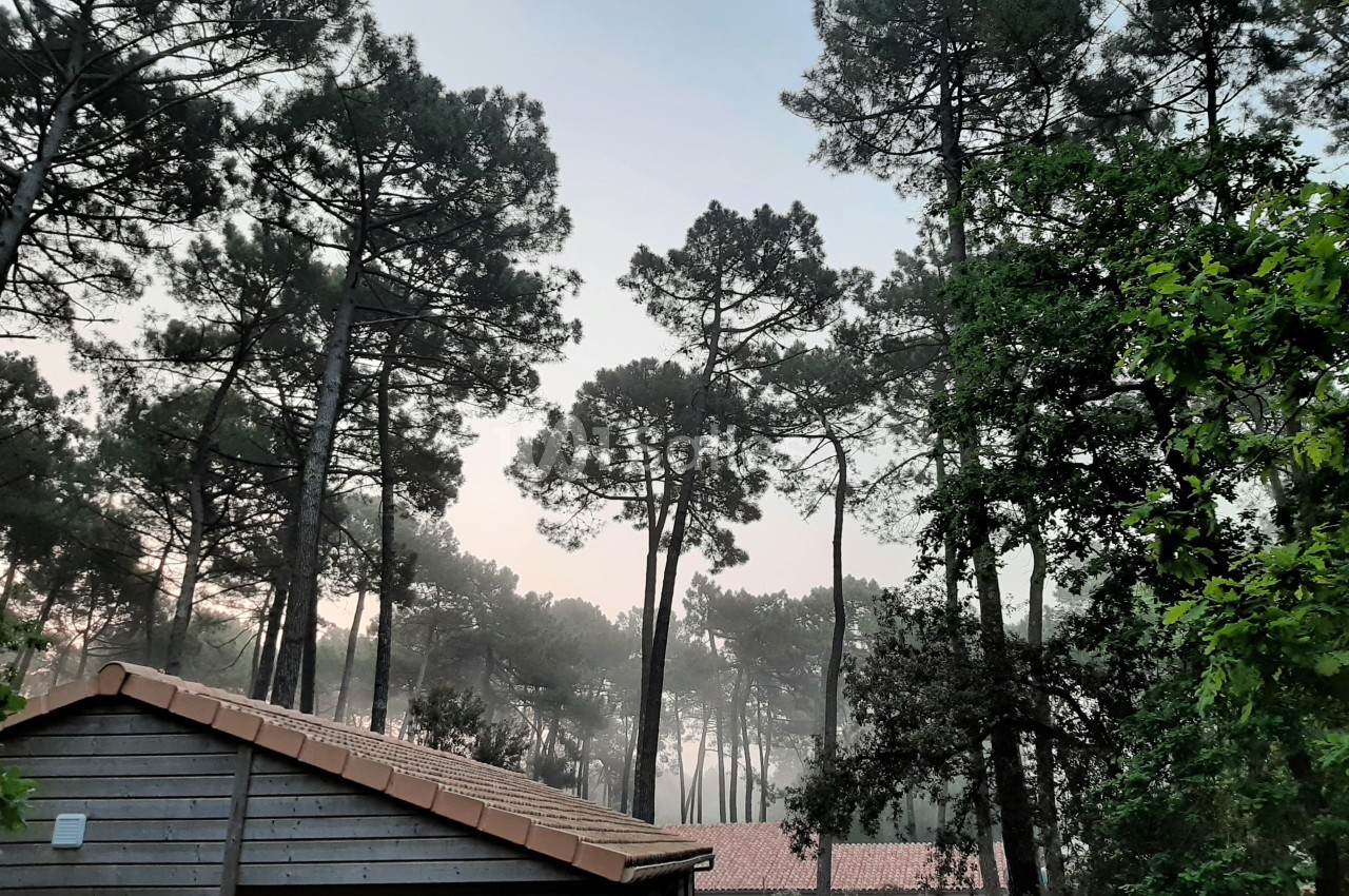 Forêt de pins sous un ciel clair au lever du jour, avec un toit en tuiles et une cabane en bois au premier plan.