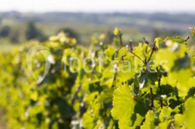 Location salle Rochefort-sur-Loire (Maine-et-Loire) - Domaine Fl #10