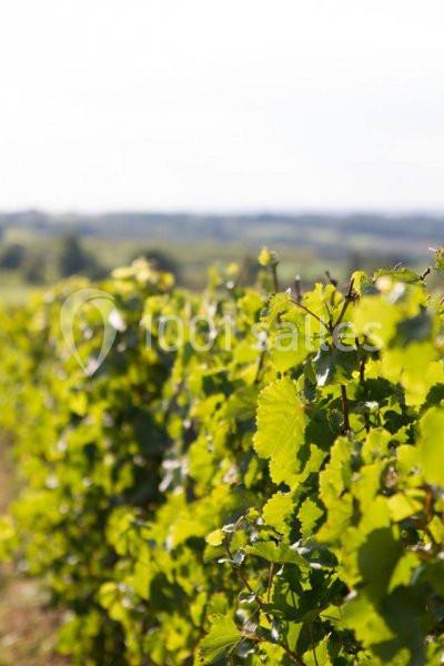 Location salle Rochefort-sur-Loire (Maine-et-Loire) - Domaine Fl #6