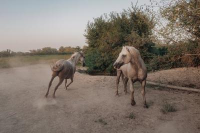 Miniature Location salle Saintes-Maries-de-la-Mer (Bouches-du-Rhône) - Le Sauvage, Domaine En Camargue #38 Location salle Saintes-Maries-de-la-Mer (Bouches-du-Rhône) - Le Sauvage, Domaine En Camargue #39