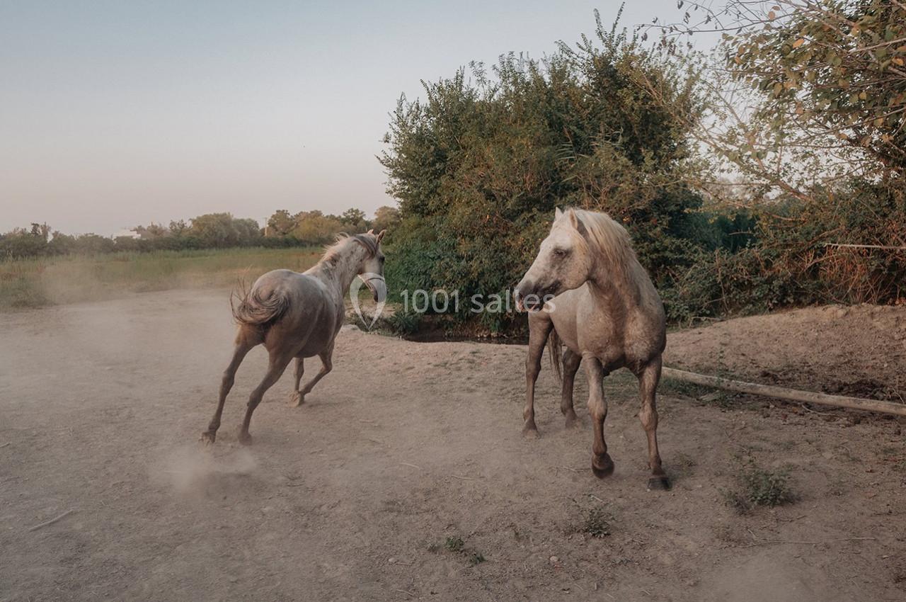 Location salle Saintes-Maries-de-la-Mer (Bouches-du-Rhône) - Le Sauvage, Domaine En Camargue #38 Location salle Saintes-Maries-de-la-Mer (Bouches-du-Rhône) - Le Sauvage, Domaine En Camargue #38
