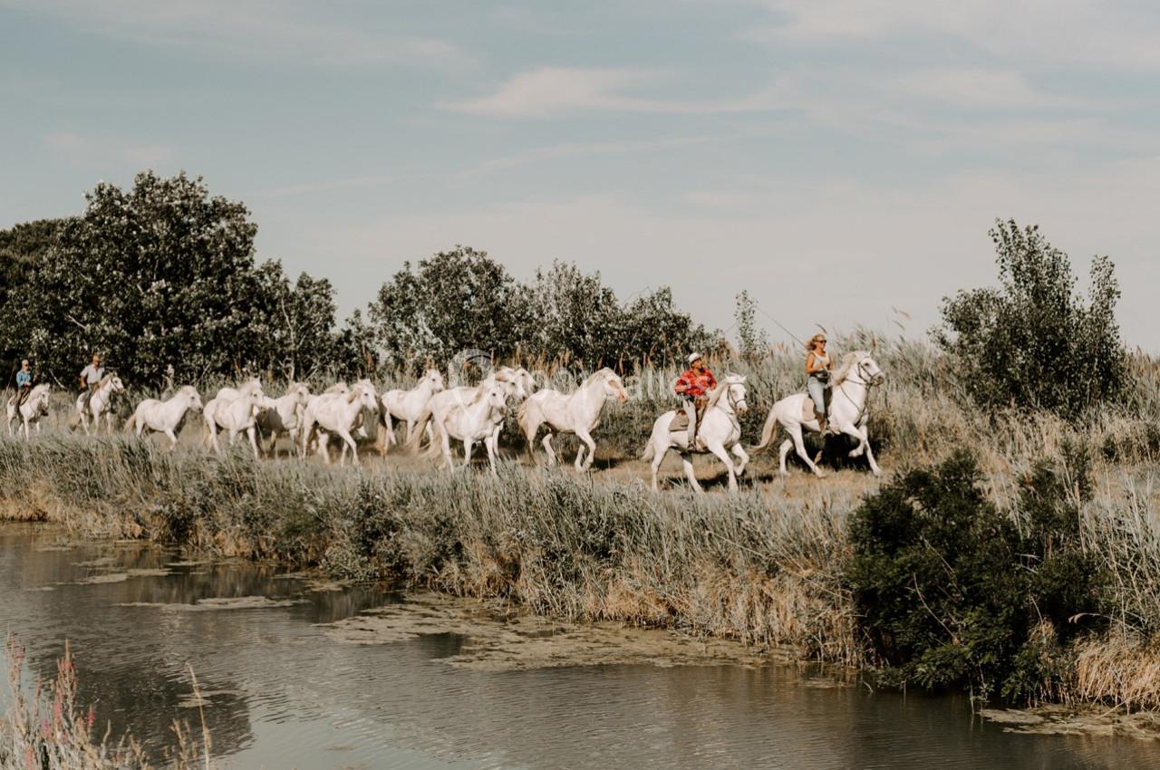 Location salle Saintes-Maries-de-la-Mer (Bouches-du-Rhône) - Le Sauvage, Domaine En Camargue #29 Location salle Saintes-Maries-de-la-Mer (Bouches-du-Rhône) - Le Sauvage, Domaine En Camargue #29