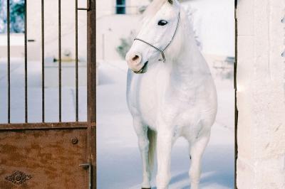 Miniature Location salle Saintes-Maries-de-la-Mer (Bouches-du-Rhône) - Le Sauvage, Domaine En Camargue #4 Location salle Saintes-Maries-de-la-Mer (Bouches-du-Rhône) - Le Sauvage, Domaine En Camargue #39