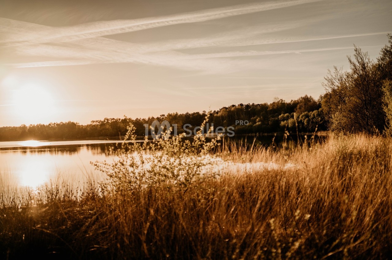 Paysage au coucher du soleil avec un lac entouré de végétation et des arbres à l'horizon.