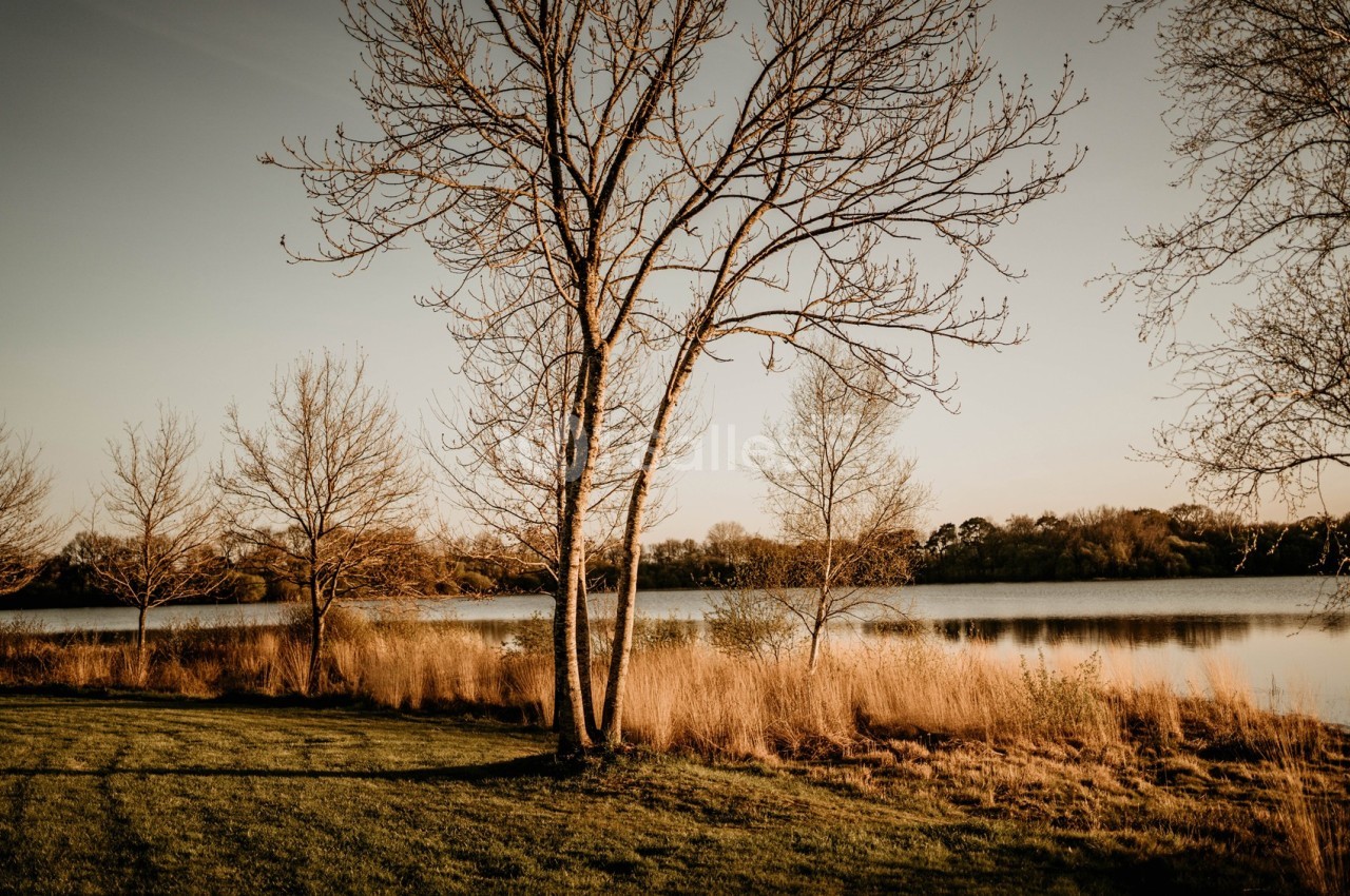 Paysage naturel avec des arbres dénudés au bord d'un lac, éclairé par une lumière douce en fin de journée.