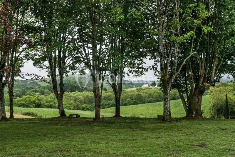 Vue d'un paysage verdoyant avec des arbres au premier plan et des collines boisées à l'arrière-plan.