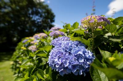 Miniature Location salle Geüs-d'Oloron (Pyrénées-Atlantiques) - Chez Germaine #21 Location salle Geüs-d'Oloron (Pyrénées-Atlantiques) - Chez Germaine #21