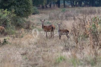 Location salle Tuffalun (Maine-et-Loire) - Château de Lochereaux #8