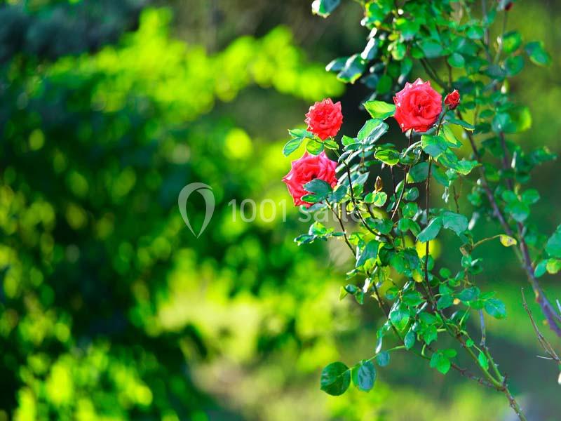 Location salle Grenoble (Isère) - Chez Le Pèr'gras #24