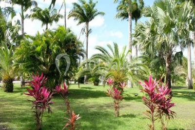 Miniature Location salle Rivière-Salée (Martinique) - Domaine De L'oasis #18 Location salle Rivière-Salée (Martinique) - Domaine De L'oasis #24