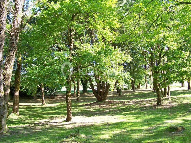 Forêt clairsemée avec des arbres feuillus et un sol couvert d'herbe sous une lumière naturelle.