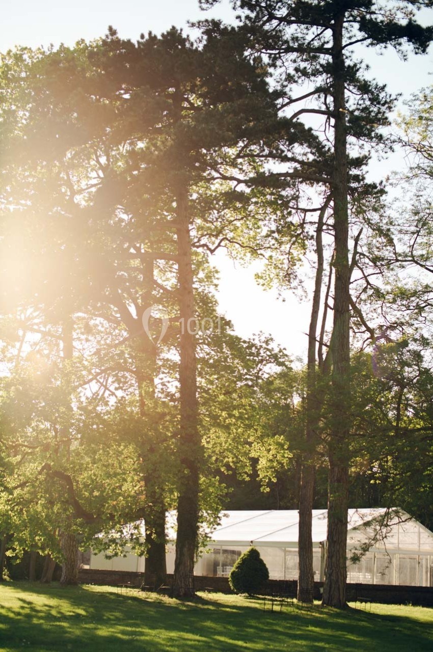 Des arbres hauts éclairés par le soleil, avec une structure blanche en arrière-plan dans un parc verdoyant.
