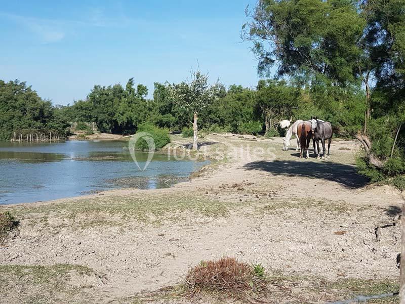 Location salle Arles (Bouches-du-Rhône) - Manade Allard #18 Chevaux marchant près d'un étang entouré de végétation sous un ciel bleu.