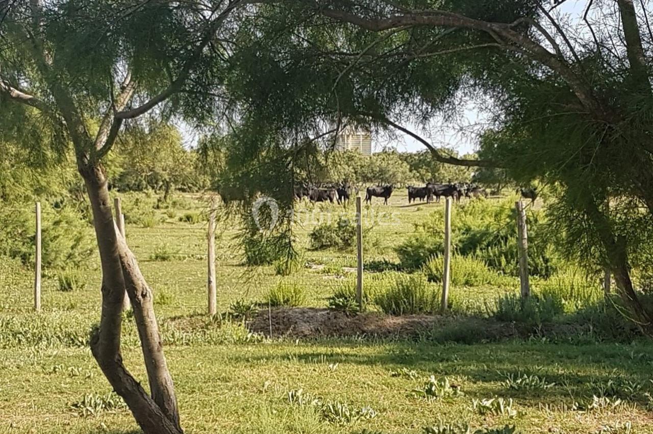Location salle Arles (Bouches-du-Rhône) - Manade Allard #19 Un troupeau de vaches noires dans un champ verdoyant, entouré d'arbres et clôturé par une barrière en bois.